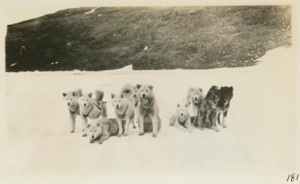 Image of MacMillan dog team